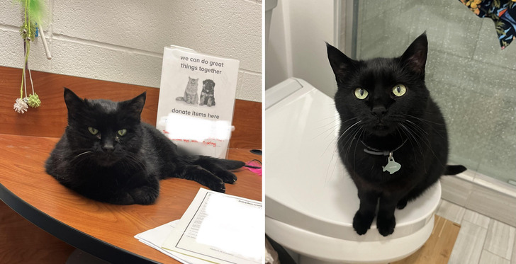 A 17-Year-Old Black Cat on Adoption Day and Now