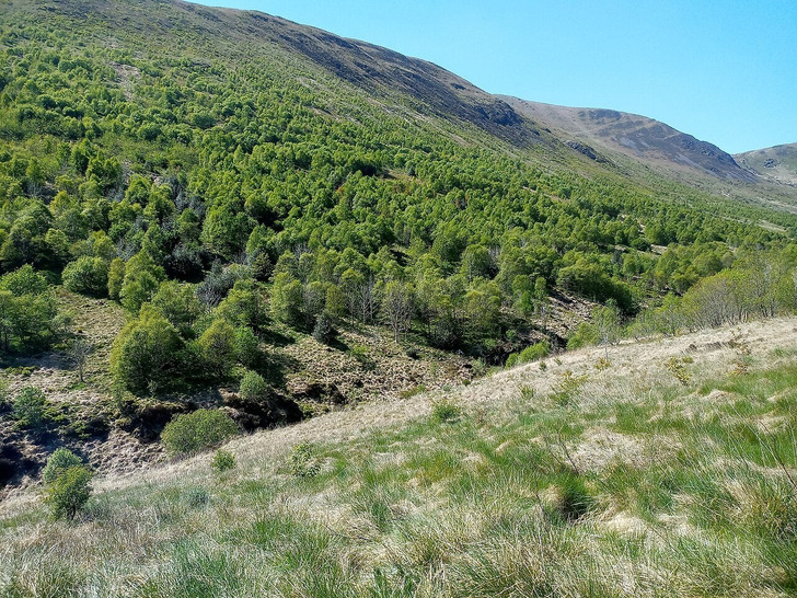 Carrifran Wildwood, the replanted valley