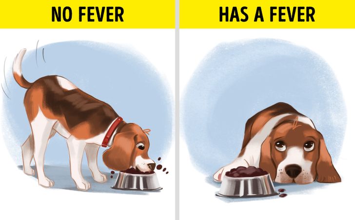 Signs A Dog Has A Fever - Gegu Pet