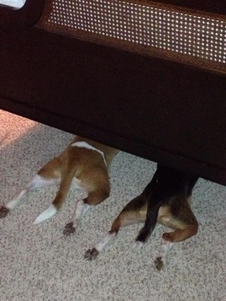 20 dogs who think they’ve found the perfect hiding place