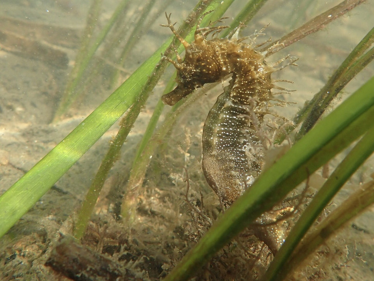 A spiny seahorse in seagrass, Bay of Biscay (same species)