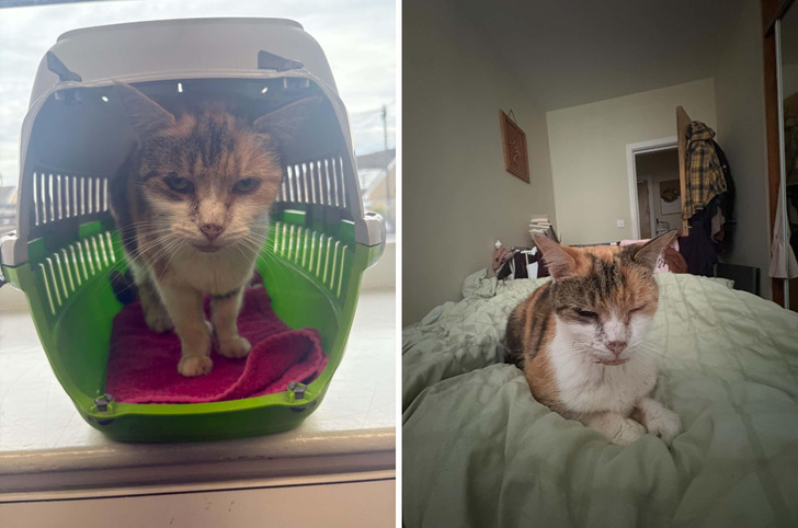 8 Years Later, Mittens’ Microchip Still Had Mom’s Details