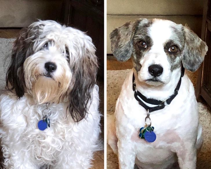 19 câini a căror vizită la groomer i-a transformat în animale de companie cu totul diferite