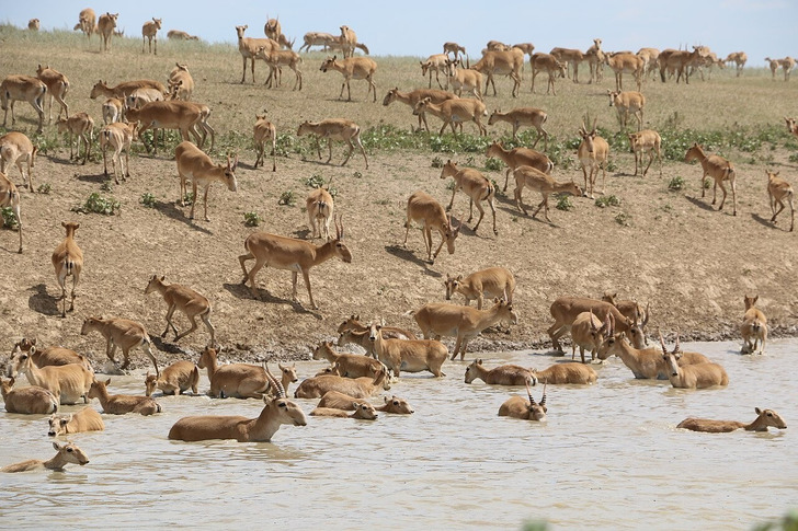Saiga antelope in West Kazakhstan