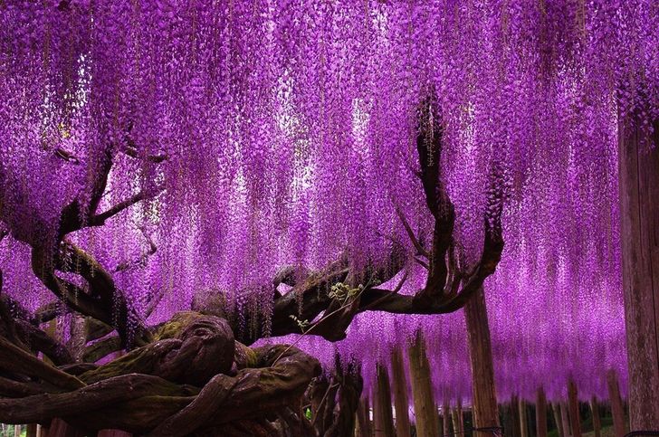 The 15 Most Beautiful Trees in the World