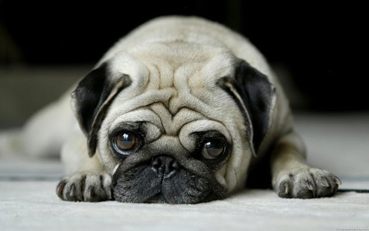 12 Things We Do That Dogs Absolutely Hate
