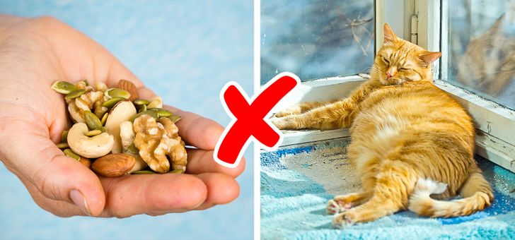 are cashews bad for cats