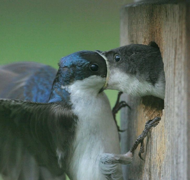 32 Unique Photos That Required Perfect Timing