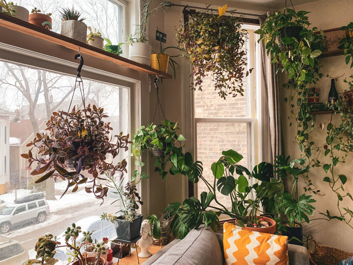 9 Hidden Reasons for Why Your Plants Are Not Thriving and What You Can ...
