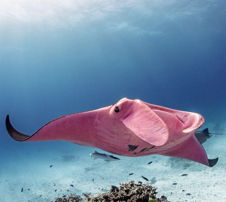 A Photographer Meets the Pink Manta Ray You Didn’t Know Existed, Gets 5 Unique Pics