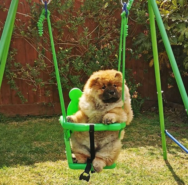 20 Reasons Why a Chow Chow Can Be Both a Fluffy Disaster and a Hurricane of