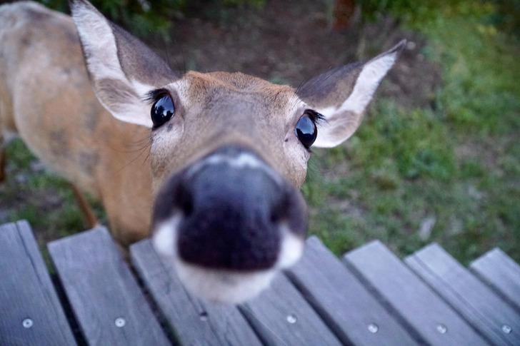 A Deer on Fire Island That Came a Little Too Close for a Portrait