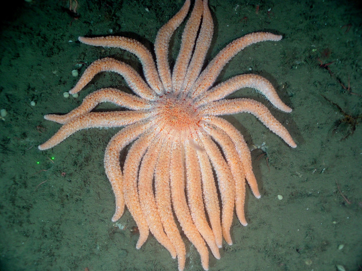 A sunflower sea star, Olympic Coast National Marine Sanctuary