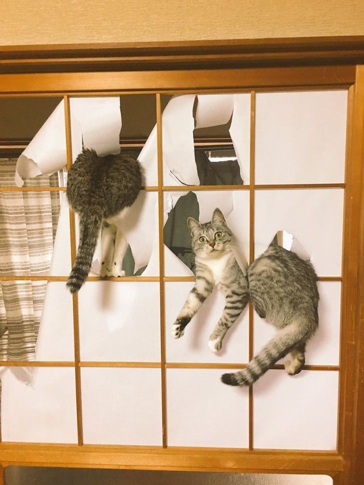 17 Crazy Cats That Don’t Care About Your Rules