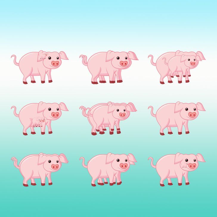 How many pigs do you see in the picture below?