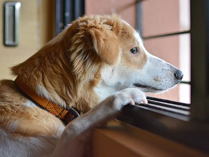 do you feed a dog before or after a walk