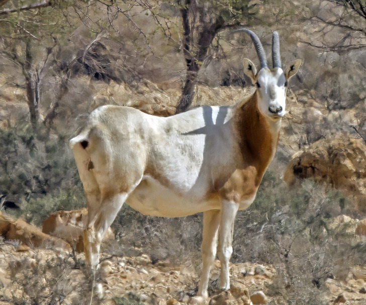 Scimitar-horned oryx in Bouhedma National Park, Tunisia