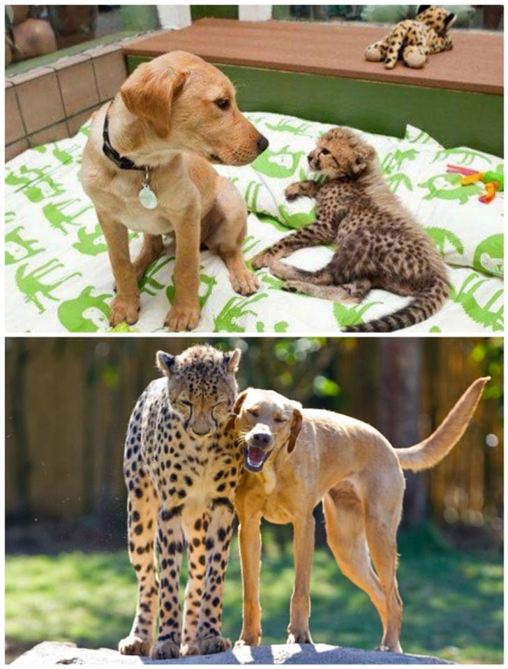 Unusual Animal Friendships That Could Melt Anyone's Heart
