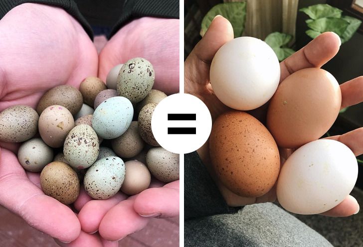 16 Egg Myths We Should Forget About In The 21st Century - raw egg roblox