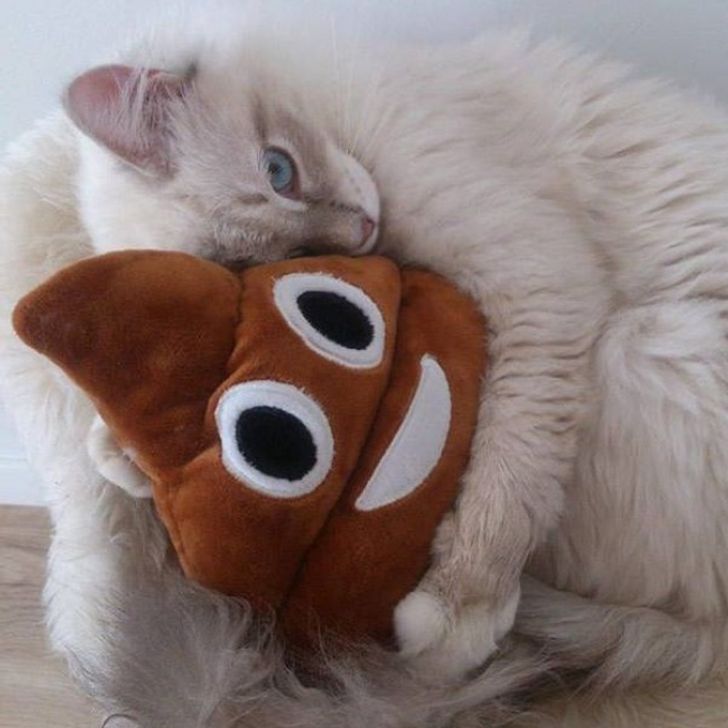 20 Hilarious Pictures Showing What Cats Are All About