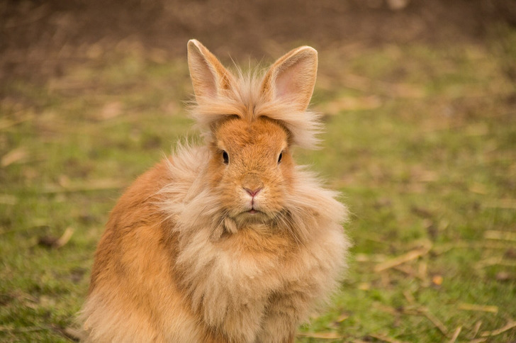 A Lionhead rabbit, the same breed as Herbie