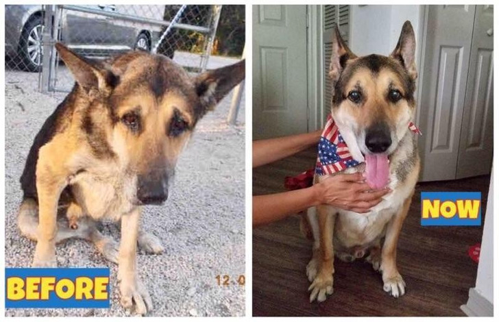 A Senior Shepherd Who Hung His Head on Walks, and 9 Months Later Seemed 3 Years Younger
