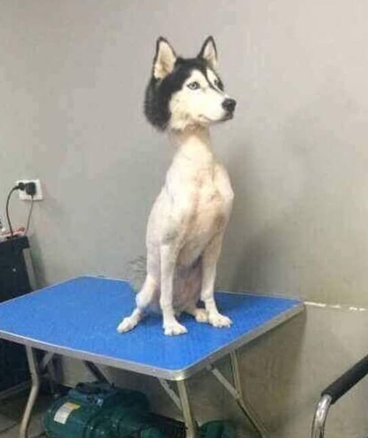 cool dog haircuts