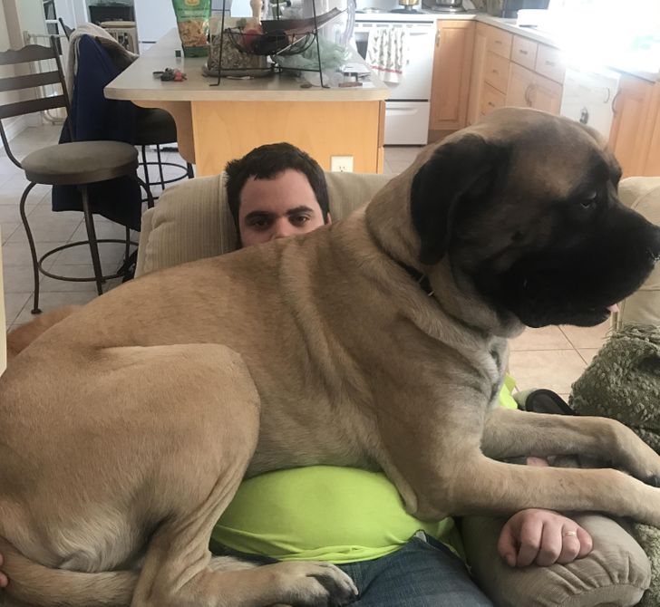 20 Overgrown Pets Who Have No Idea How Big They Are