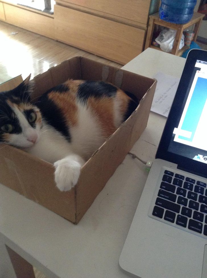 17 Cats and Dogs Who Cannot Do Without Their Humans
