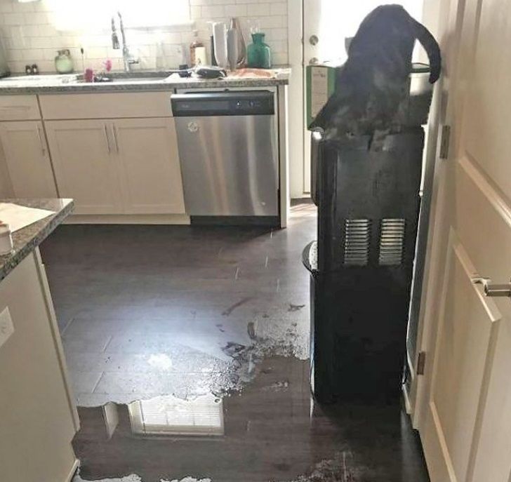25 Unexpected Photos Showing That Sometimes Everything Goes Against You