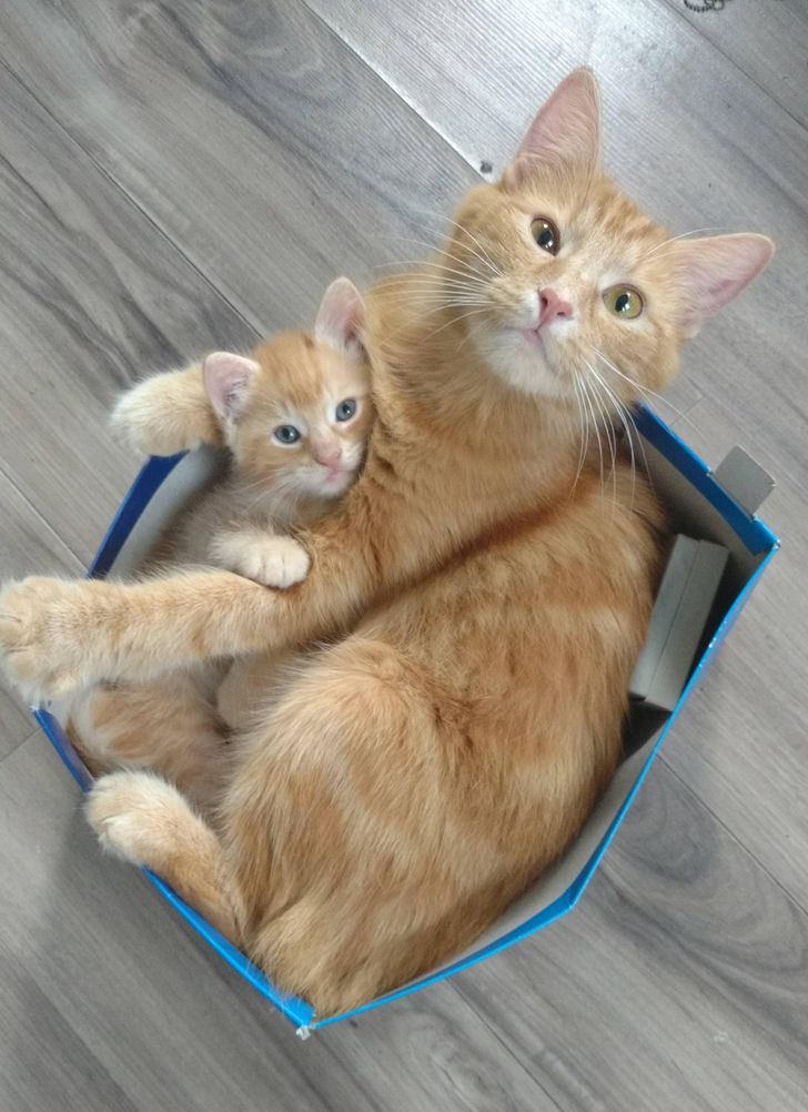 15+ Pets Who Nailed the True Essence of Being Parents
