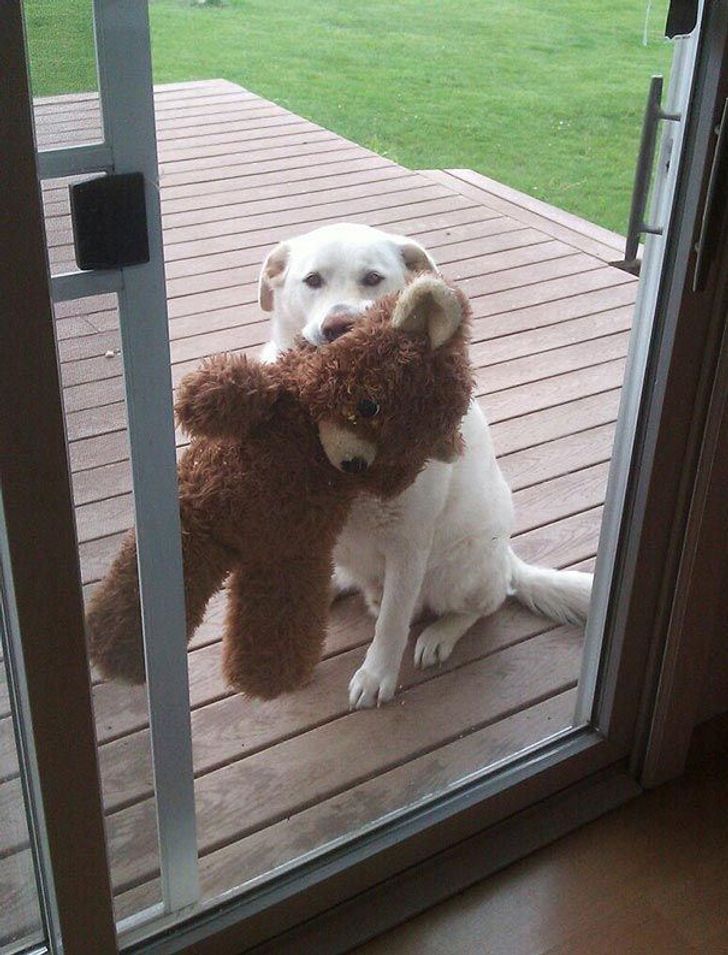 25 animals who are really, really eager to come inside