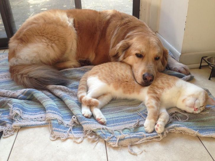 Golden Retriever resting his head peacefully in orange tabby cat's belly  
