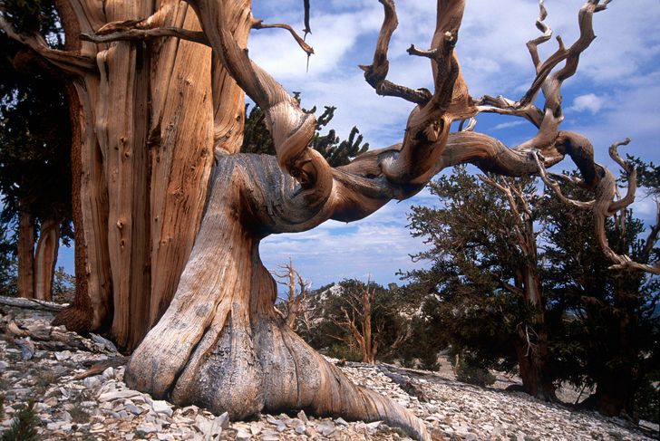 The 15 Most Beautiful Trees in the World