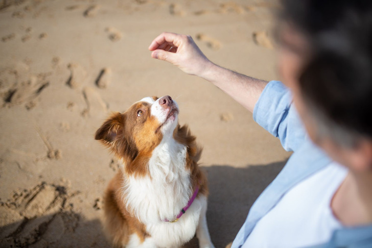 Dogs May Remember Moments, Not Just People