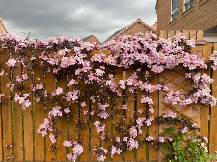 People Share Pics of Their Gardens in Bloom, and We Can Almost Sense That Magical Scent