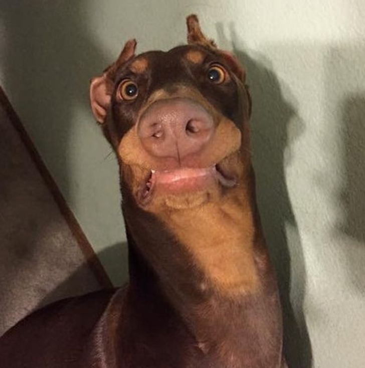 25 Animals Whose Vivid Emotions Would Even Make Gloomy Gus Smile