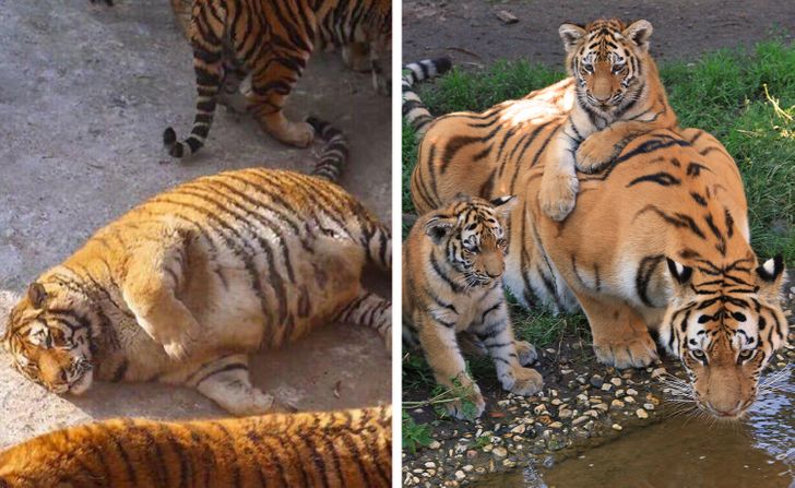 How Long Pregnancy Lasts For These 16 Animals Bright Side
