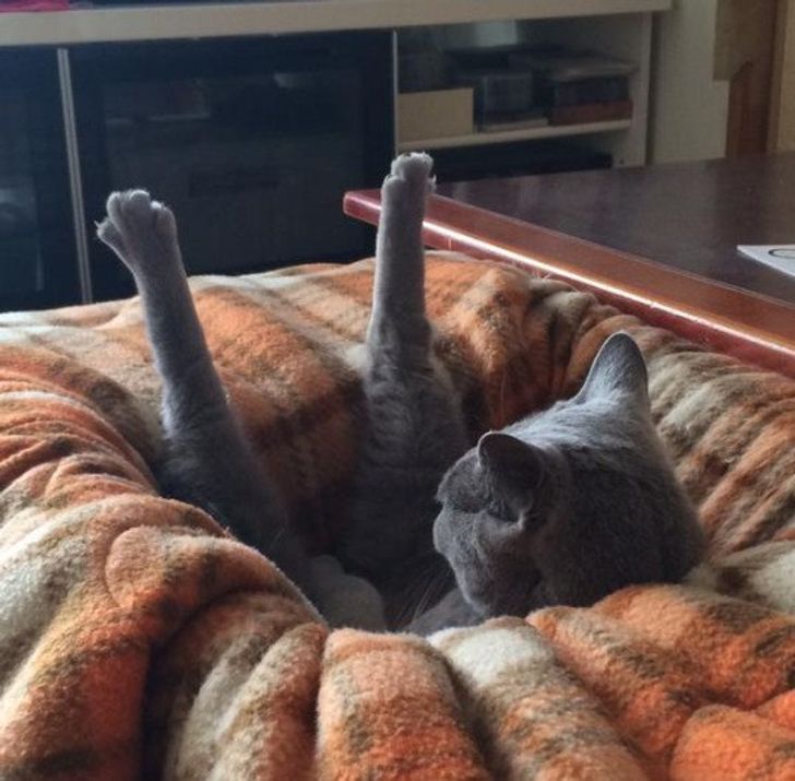 20 Hilarious Pictures Showing What Cats Are All About