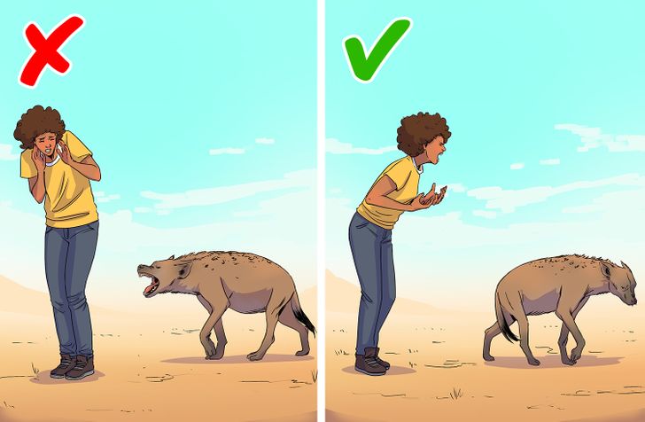 8 Tips for How to Save Yourself If You Bump Into a Wild Animal