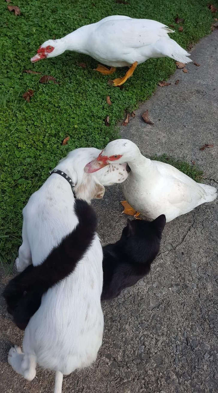 A Bird Dog, a Barn Cat and Ducks, With No Chaos