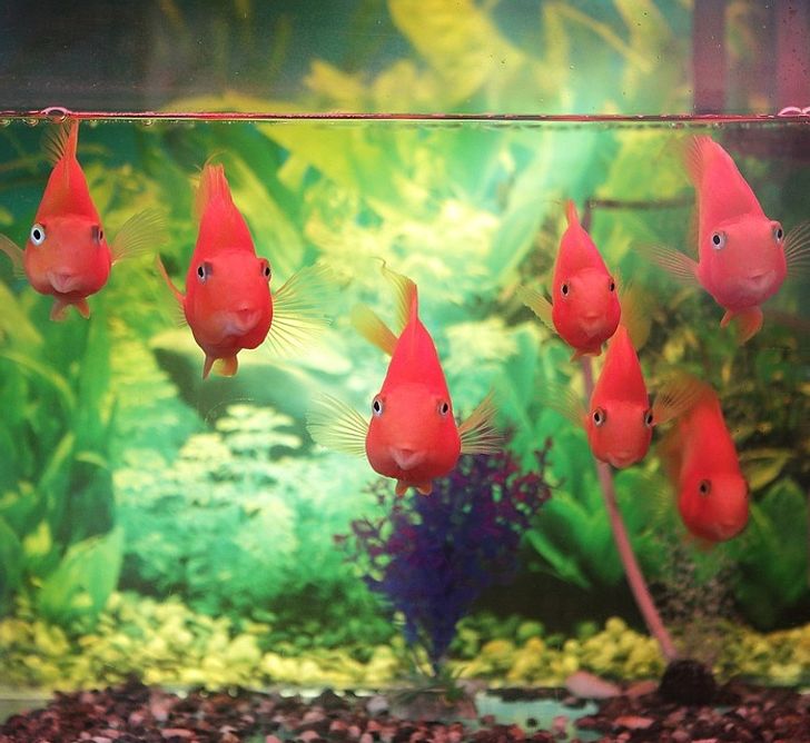 4 Ways Keeping an Aquarium Can Make a Big Splash in Your Life / Bright Side
