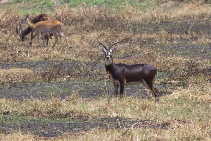 A white-eared kob, one of the migrating antelope, in Gambella, Ethiopia, on the same migration range