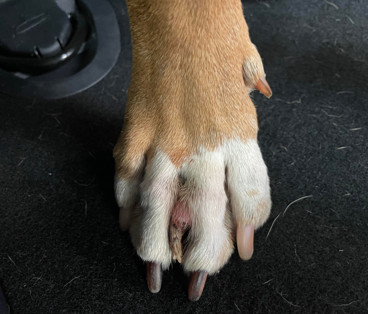 why does my dog have 6 toes