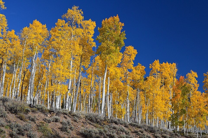 Pando in fall, Fishlake National Forest