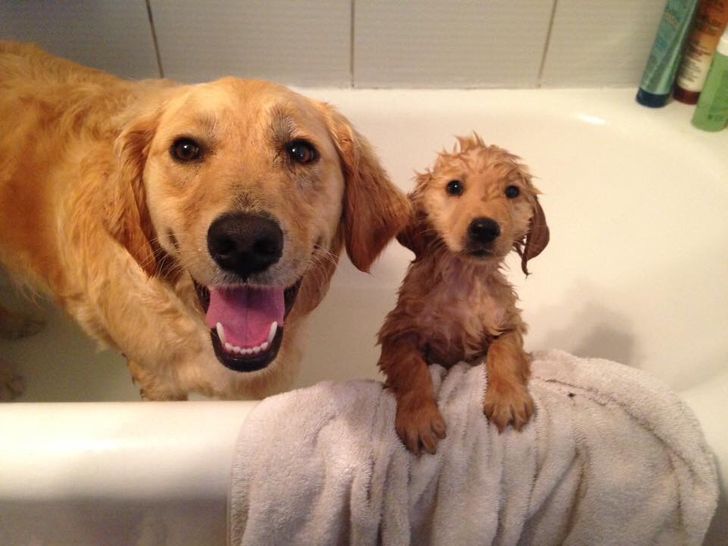 15+ Pets Who Nailed the True Essence of Being Parents