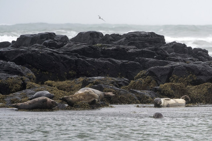 Harbor seals, the species counted in the Thames (photographed in Iceland)
