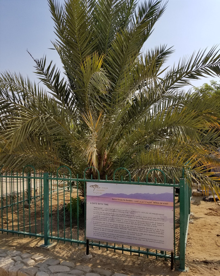 Methuselah, the palm grown from a 2,000-year-old seed, at Kibbutz Ketura, 2018