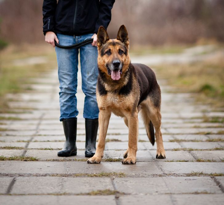 15 most loyal dog breeds