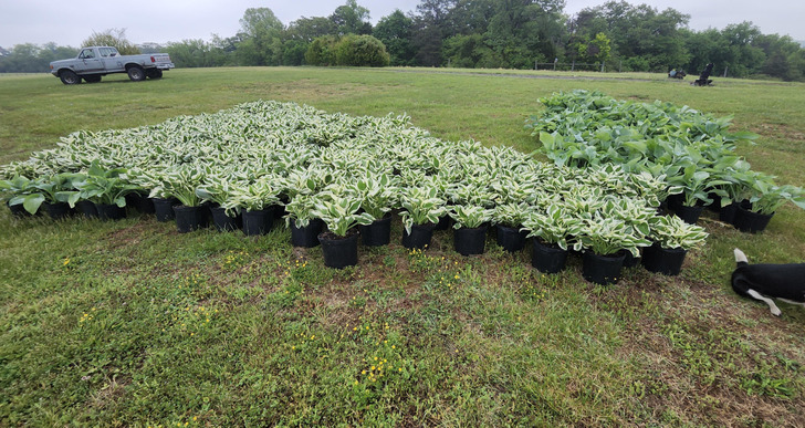 A Nursery Was Closing, and a Partner Bought 350 Pots of Hostas as a Surprise